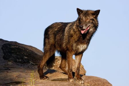 Gray wolf (Canis lupus) standing on rocks
