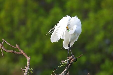 Great Egret Ardea alba preeningの写真素材