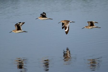 Willets Tringa semipalmata flying above waterの写真素材