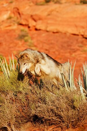 Gray wolf Canis lupus in a desert with red rock formations