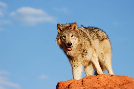 Gray wolf Canis lupus in a desert with red rock formations
