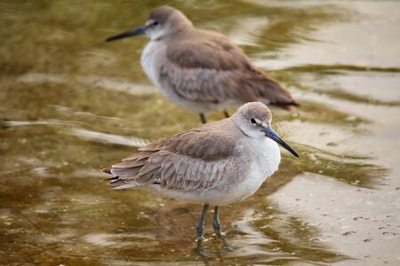 Willets Tringa semipalmata standing in shallow waterの写真素材