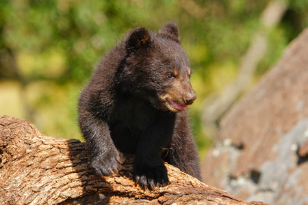 Baby American black bear Ursus americanus playing with a logの写真素材