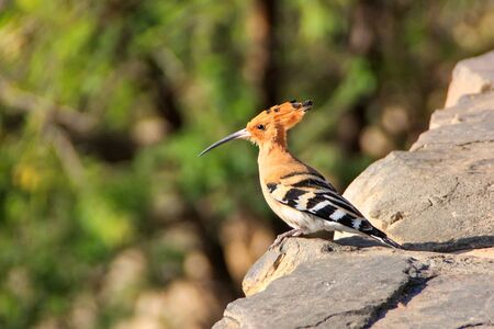 Common Hoopoe Upupa epops sitting on a stone wall. It is notable for its distinctive crown of feathers.の写真素材