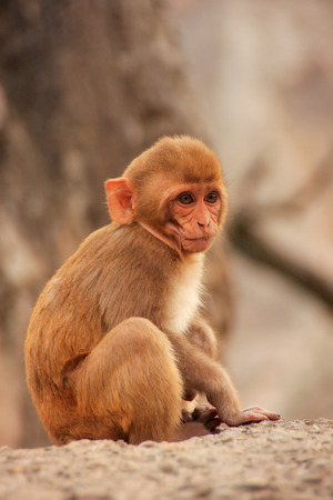 Young Rhesus macaque Macaca mulatta sitting near Galta Temple in Jaipur, India. This temple is...
