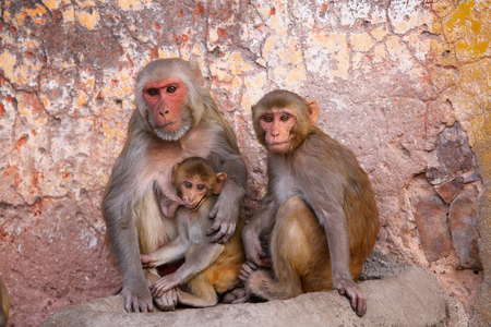Family of Rhesus macaques (Macaca mulatta) sitting in Jaipur, India. Jaipur is the capital and the...