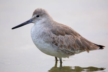 Willet Tringa semipalmata standing in shallow waterの写真素材