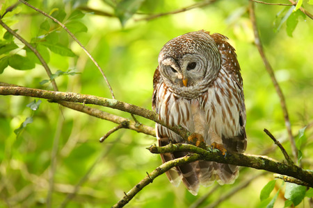 Barred owl Strix varia sitting on a tree. Barred owl is best known as the hoot owl for its distinctive callの写真素材
