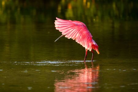 Roseate spoonbill Platalea ajaja spreading wingsの写真素材