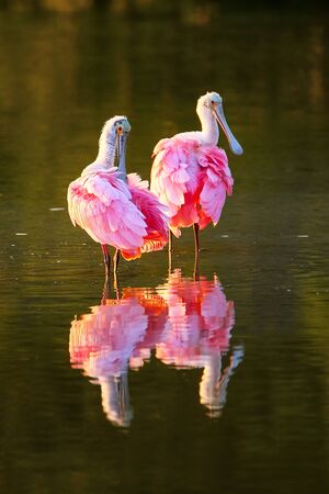 Roseate spoonbills Platalea ajaja grooming in waterの写真素材