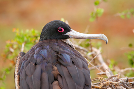 Female Magnificent Frigatebird Fregata magnificens on North Seymour Island, Galapagos National Park, Ecuadorの写真素材