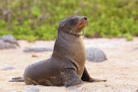 Young Galapagos sea lion on the beach Zalophus wollebaeki on North Seymour Island, Galapagos National Park, Ecuadorの写真素材