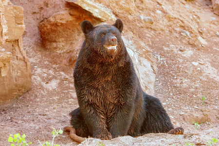 American black bear Ursus americanus sitting near rock wallの写真素材