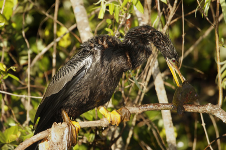 Anhinga Anhinga anhinga eating fish