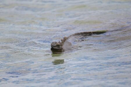 Marine Iguana Amblyrhynchus cristatus swimming near Chinese Hat island in Galapagos National Park, Ecuador. This iguana found only on the Galapagos Islands.の写真素材