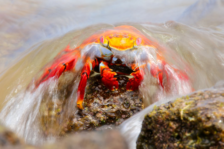 Sally lightfoot crab Grapsus grapsus covered by wave on Chinese Hat island, Galapagos National Park, Ecuadorの写真素材