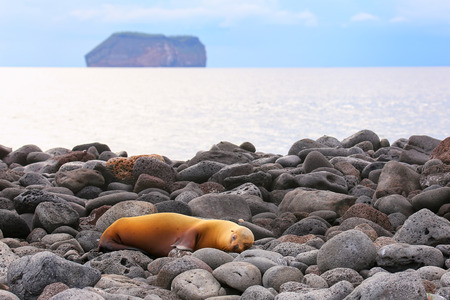 Galapagos sea lion Zalophus wollebaeki on rocky shore of North Seymour Island, Galapagos National Park, Ecuadorの写真素材