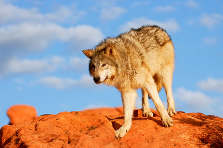 Gray wolf Canis lupus in a desert with red rock formationsの写真素材