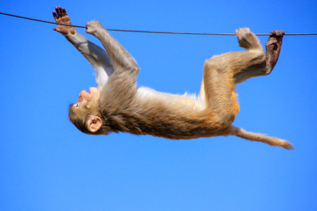 Rhesus macaque (Macaca mulatta) playing on a wire near Galta Temple in Jaipur, India. The temple is...