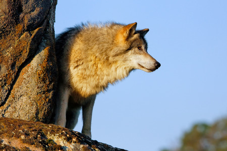 Gray wolf (Canis lupus) standing on rocks