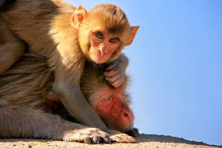 Rhesus macaque (Macaca mulatta) with a baby laying on a wall in Jaipur, India. Jaipur is the capital...