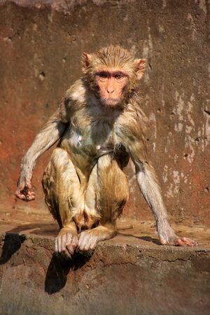 Wet Rhesus macaque (Macaca mulatta) sitting on a stone wall in Jaipur, India. Jaipur is the capital...