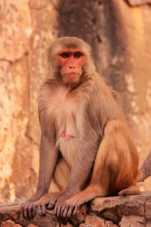 Rhesus macaque (Macaca mulatta) sitting near Galta Temple in Jaipur, India. The temple is famous for...