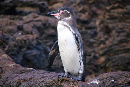 Galapagos Penguin (Spheniscus mendiculus) standing on rocks, Bartolome island, Galapagos National Park, Ecuador. It is the only penguin that lives north of the equator in the wild.の写真素材