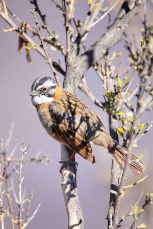 Clay-colored sparrow (Spizella pallida) on a tree in Colca Canyon, Peru.の写真素材