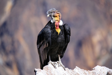 Andean Condor (Vultur gryphus) sitting at Mirador Cruz del Condor in Colca Canyon, Peru. Andean condor is the largest flying bird in the world by combined measurement of weight and wingspanの写真素材