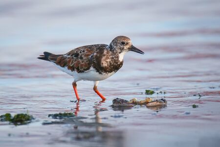 Ruddy Turnstone (Arenaria interpres) on the beach of Paracas Bay, Peru. Paracas Bay is well known for its abundant wildlife.の写真素材