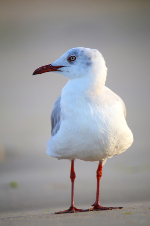 Grey-headed Gull (Chroicocephalus cirrocephalus) on a beach in Paracas Bay, Peru. Paracas Bay is well known for its abundant wildlife.の写真素材