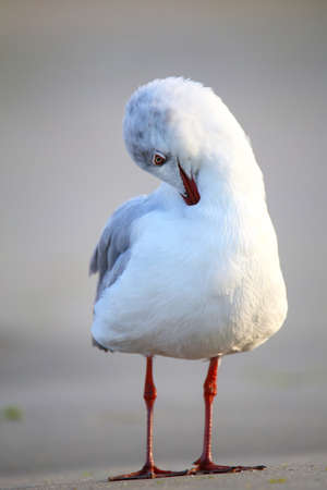 Grey-headed Gull (Chroicocephalus cirrocephalus) on a beach in Paracas Bay, Peru. Paracas Bay is well known for its abundant wildlife.の写真素材