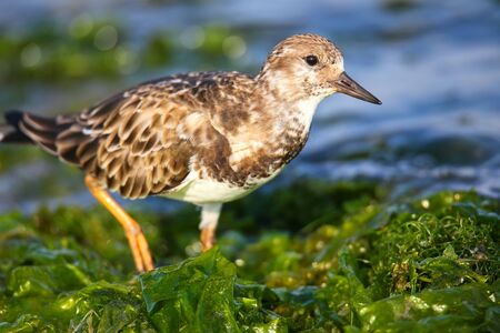 Ruddy Turnstone (Arenaria interpres) on the beach of Paracas Bay, Peru. Paracas Bay is well known for its abundant wildlife.の写真素材