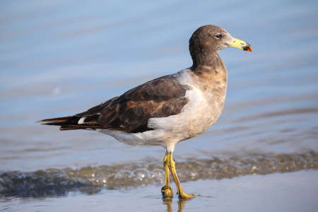 Belcher's Gull (Larus belcheri) on the beach of Paracas Bay, Peru. Paracas Bay is well known for its abundant wildlife.の写真素材