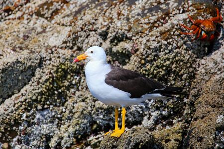 Belcher's Gull (Larus belcheri) in Ballestas islands Reserve in Peru. Ballestas islands are an important sanctuary for marine faunaの写真素材
