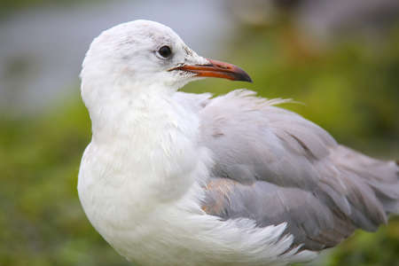 Grey-headed Gull (Chroicocephalus cirrocephalus) on a beach in Paracas Bay, Peru. Paracas Bay is well known for its abundant wildlife.の写真素材