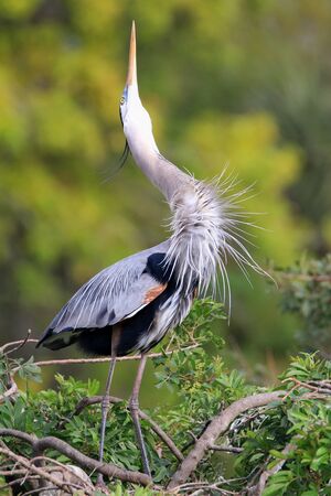 Great Blue Heron (Ardea herodias) in breeding display. It is the largest North American heron.の写真素材