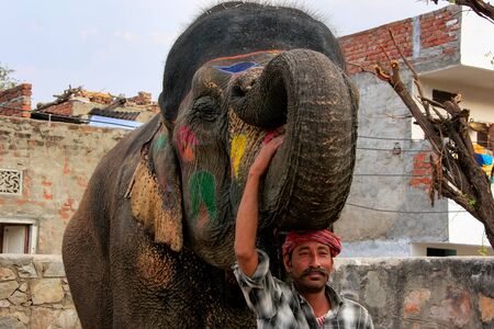 Mahout standing with painted elephant at small elephant quarters in Jaipur, Rajasthan, India. Elephants are used for rides and other tourist activities in Jaipur.のeditorial素材