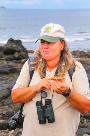 Naturalist guide showing shed shell of Sally lightfoot crab (Grapsus grapsus) on Chinese Hat island, Galapagos National Park, Ecuadorのeditorial素材