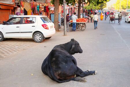 Black cow lying at Johari Bazzar Street in Jaipur, Rajasthan, India. Cattle is considered sacred in Hinduism.のeditorial素材