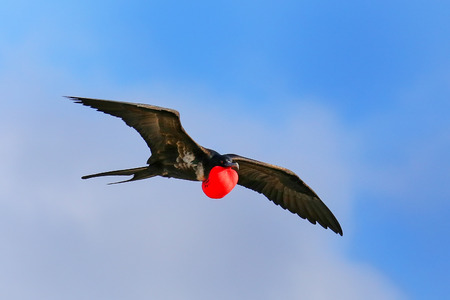 Male Great Frigatebird (Fregata minor) flying in blue sky, Galapagos National Park, Ecuadorの写真素材