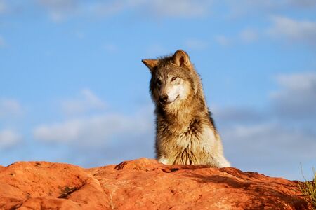 Gray wolf (Canis lupus) in a desert with red rock formationsの写真素材