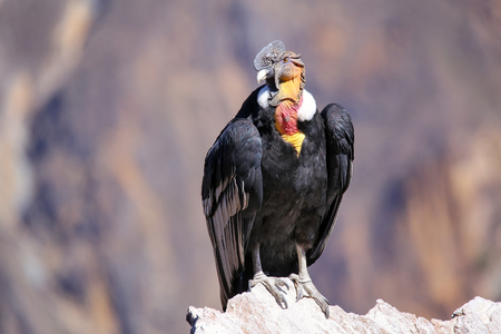 Andean Condor (Vultur gryphus) sitting at Mirador Cruz del Condor in Colca Canyon, Peru. Andean condor is the largest flying bird in the world by combined measurement of weight and wingspanの写真素材