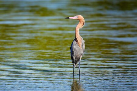 Reddish egret (Egretta rufescens) wading in waterの写真素材
