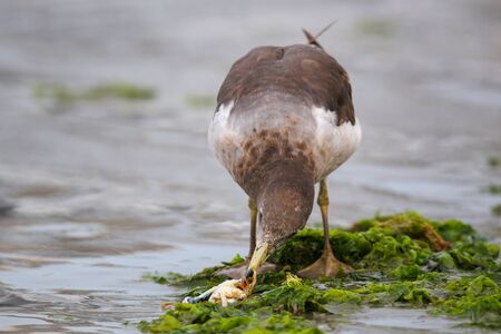 Belcher's Gull (Larus belcheri) eating crab on the beach of Paracas Bay, Peru. Paracas Bay is well known for its abundant wildlife.の写真素材