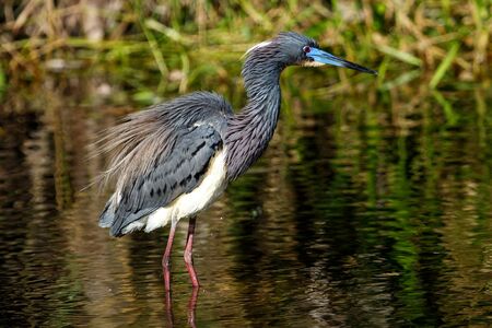 Tricolored heron (Egretta tricolor) standing in waterの写真素材