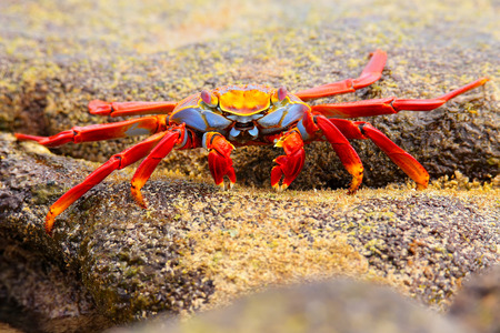 Sally lightfoot crab (Grapsus grapsus) feeding on Chinese Hat island, Galapagos National Park, Ecuadorの写真素材