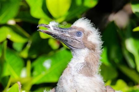 Portrait of Red-footed booby chick, on Genovesa island, Galapagos National Park, Ecuador