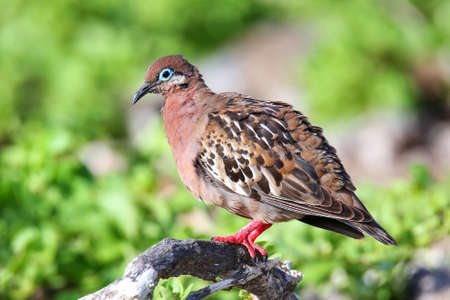 Galapagos Dove (Zenaida galapagoensis) on Genovesa Island, Galapagos National Park, Ecuadorの写真素材